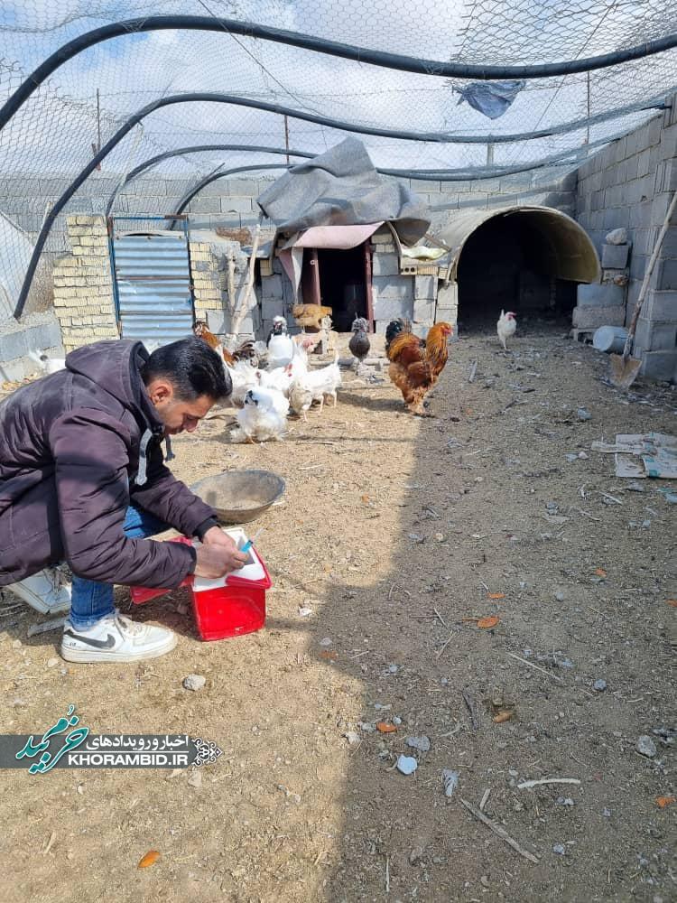 طرح رایگان واکسن نیوکاسل خوراکی در طیور بومی شهرستان به مناسبت دهه مبارک فجر